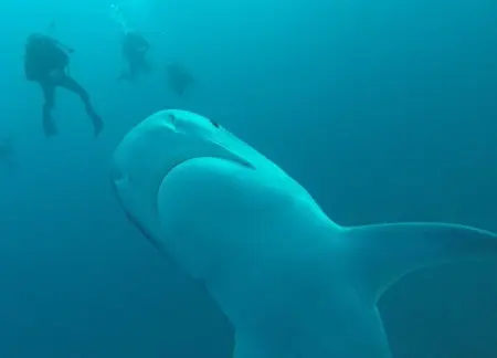 You know theres something more but youre limited by the same old dive sites, li