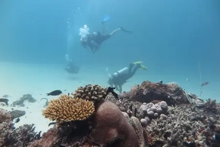 Just keep scuba diving, just keep scuba diving,
what do we do, we dive, d