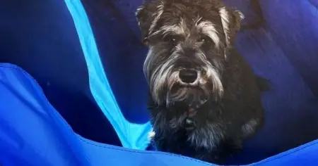 Fizique Pets is a manufacturer and supplier of Pet Health and Agility equipment. 