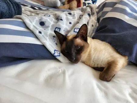 GOINGAWAY PET AND HOUSE SITTERS only hire the best sitters in Eastern Cape East London , G