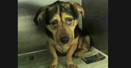 He looks so different now.
SPOTLIGHTSTORIES.CO
Despite warnings from animal shelte