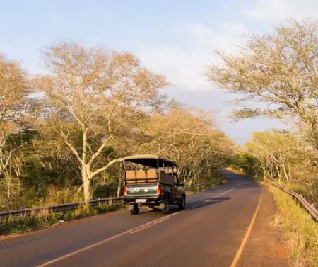The King of the jungle awaits
Join us for a drive through the historical H