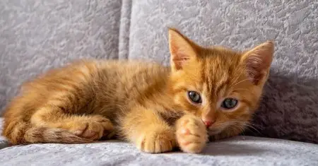 CHELSEACLEANING.CO.ZA
How to Cat-Proof a Couch Is This Even Possible?
A few