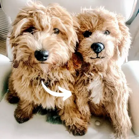 Get a stuffed animal lookalike of your real pet!
Upload your pets photo at MyPetsies.com
MY