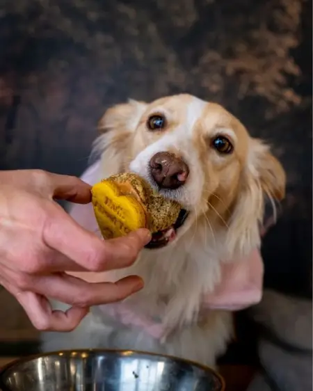 Bow wow, its time to get out and have some fun at your favourite doggy-frie