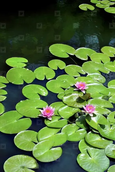 TNNURSERY.NET
Water Lily  3 for 12.99
If you are a pond owner and have beautiful fish in yo