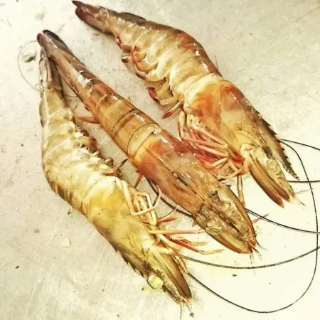 API.WHATSAPP.COM
Mediterranean Fish
Fish Market
Send WhatsApp Message