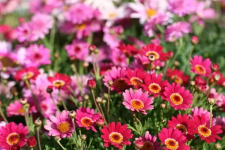 Agyranthemum Madeira Daisy Mixed colours - R35.00

Lovely Madeira Daisies
Mixed col