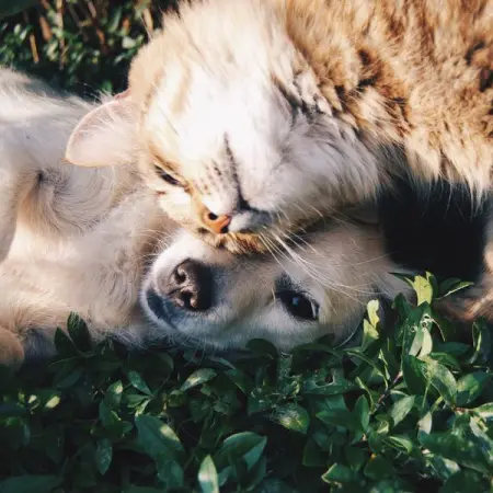 POTSHACK.NETBLOGSHOUSEHOLD-GARDEN
Creating A Pet Friendly Garden
Learn More
 