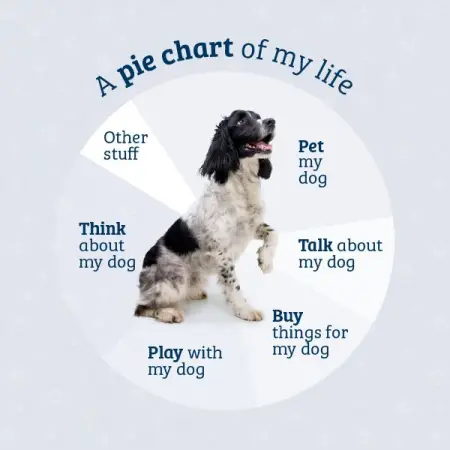 A pie chart of my life 

JOCKDogFood JOCKLegend LifeOfADogOwner DogsLife DogMeme DogJokes