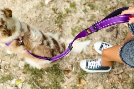 The shock absorbing component of our signature Zero Shock Leash provides p