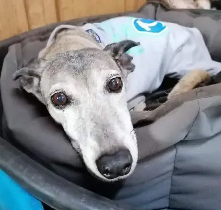 Silver Paws Senior Sanctuary is a kennel free doggie retirement sanctuary in Waterfall,