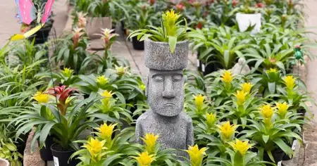 When your head is literally filled with plants  Can anyone else identify?