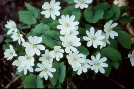 TNNURSERY.NET
Twinleaf  5 for 14.99
This unusual and rare plant has light 