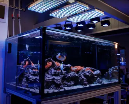 Bubble Tip Anemone Tidal Gardens show tank under Atlantik

httpsorphek.combubble-tip-anemone