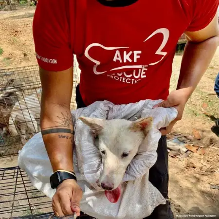 The endless suffering needs to stop. Join us today in the fight to end the dog mea