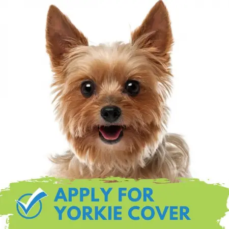 COVERSEARCH.CO.ZA
Insurance for Yorkshire Terriers
Get Quote
 