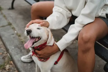 Petting a puppy can cause your blood pressure to drop around 10 percent 
Pawscareco
Pet Sup