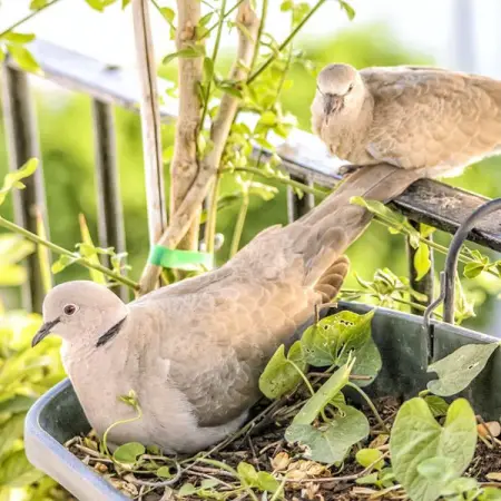 POTSHACK.NETBLOGSHOUSEHOLD-GARDEN
How To Attract More Birds To Your Garden
Learn M