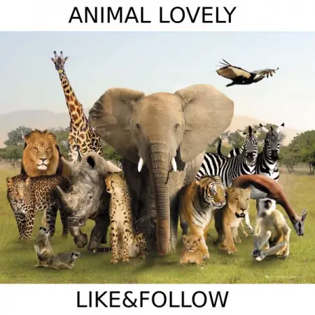 Animal World Wild
News  media website
19,243 people like this
Like Page