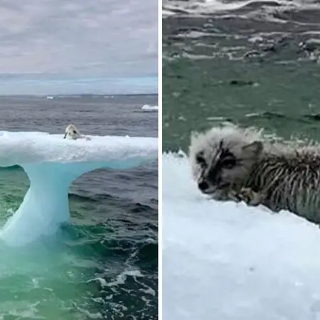 Fishermen think they found a seal floating on an iceberg, then they take 