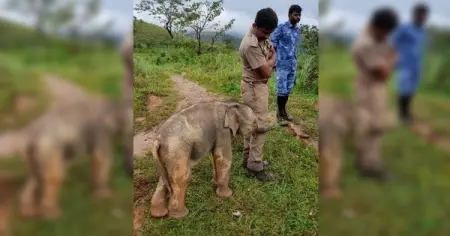 This ranger got the thank you of a lifetime when he guided a baby elep