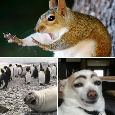 No bad day can last with these pics.
NEWS.OPOSSUMSAUCE.COM
38 Perfectly-Timed Animal Photo