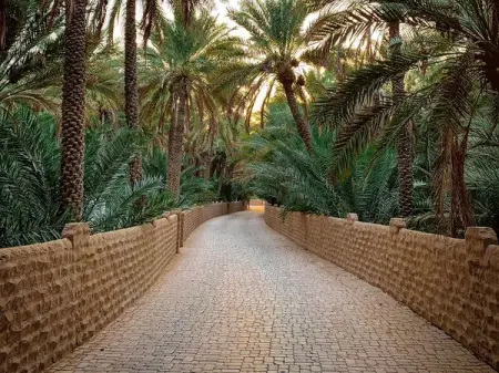 If youre looking for a unique experience, visit Al Ain Oasis. A drive away from Abu Dhabi