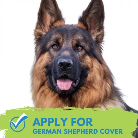 COVERSEARCH.CO.ZA
Insurance for German Shepherds
Get Quote
 