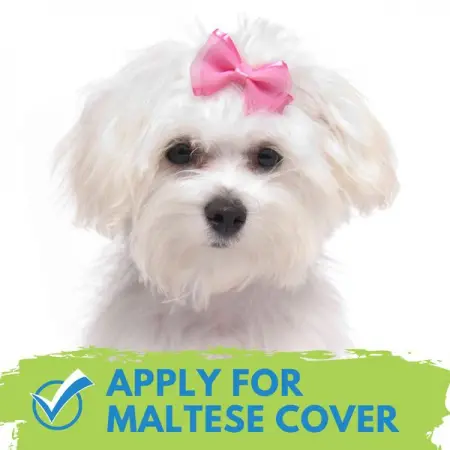 COVERSEARCH.CO.ZA
Insurance for Maltese
Get Quote
 