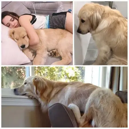 If your dog follows your partner everywhere, or if he doesnt stop licking y