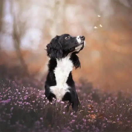 Do you KNOW where your beloved pet is buried? Can you visit when the longing gets too m