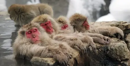 Dreaming of your next visit to Japan? Less than 2.5 hours from Tokyo, Yamanouchi is home