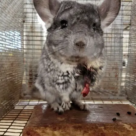 BREAKING Supplier to labs and the pet trade keeps hundreds of chinchillas confined t