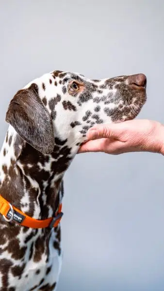 More than a pet  Theyre part of the family. Treat them to pet insurance  