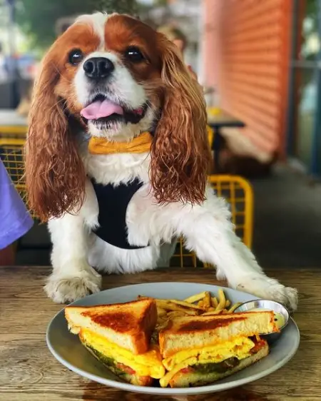 Eating is my favorite. -Ace  putting on his best bowtie for brunch at the pet friendl