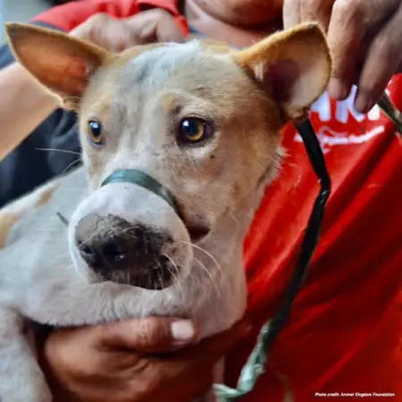 Do you have 30 seconds? You can end the dog meat trade with your signat