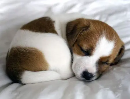 What is the most peaceful dog breed? We made a list Of The 20 Most Peacefu