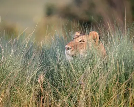 Maras grass carpet looking good...

lion lionking lionsofthemara lions wild wildlifeplane