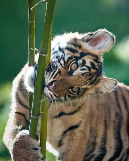 Follow our page to get unique updates on the Sumatran tigers were protecting. 