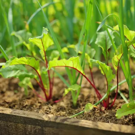 If youre looking for the perfect time to plan for a delicious, bountiful summer ha