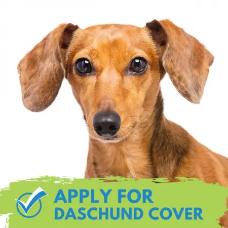 COVERSEARCH.CO.ZA
Insurance for Dachshunds
Get Quote
 