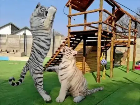 East Rand towns of Boksburg, Benoni and Springs are hotspots for predator pets, claims NSPCA