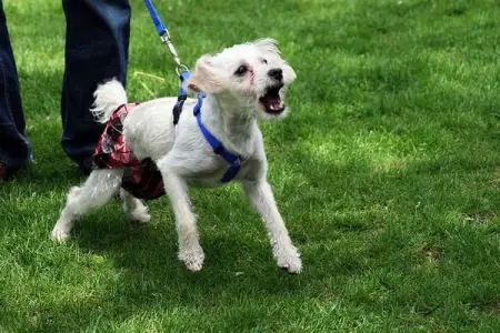 Book a Complimentary Dog Behaviour Consultation for Saturday 24th September.

To introdu