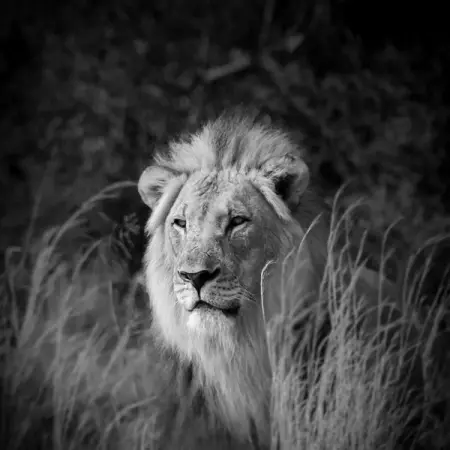 Top of the food chain?
No! Humans are top of the food chain and we are responsible 