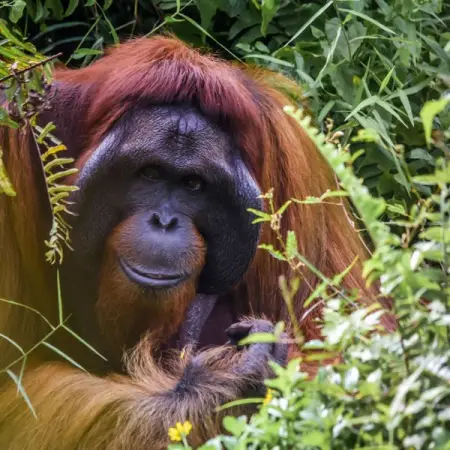 Palm oil is sneaky. It is an ingredient that is ubiquitously found in so many products from 