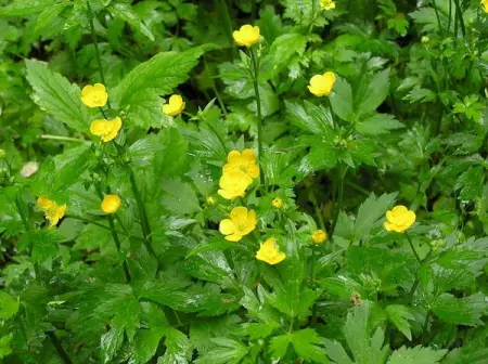 TNNURSERY.NET
Ranunculus Hairy Buttercup  3 for 12.99
There are two popular color s