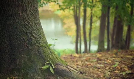 Trees are our lifeline. What most of us know is that they absorb carbo