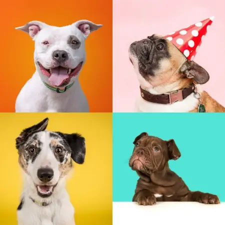 Pet insurance for all shapes and sizes.

 Accident cover
 No pet age limit
 No waiting