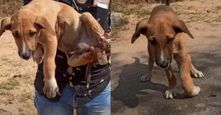 Dog With Crushed Front Paw Rescued And Put An End To His Pain
Dog Is Mans Fr